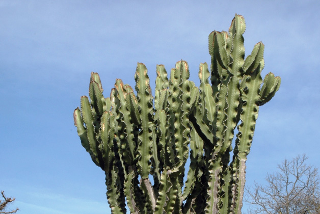 Botanical Garden - Gardens and Parks