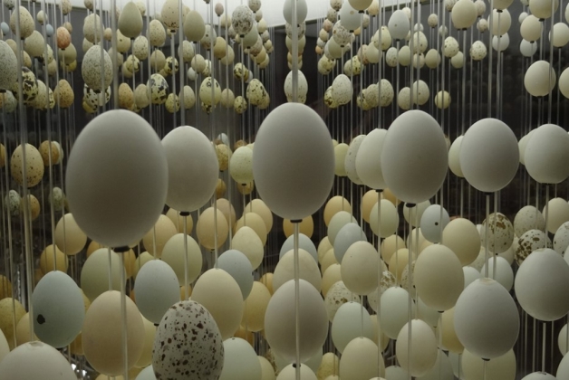 Biodiversity Gallery - Museums & Thematic Centres