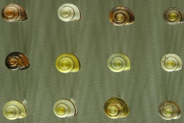 Biodiversity Gallery - Museums & Thematic Centres