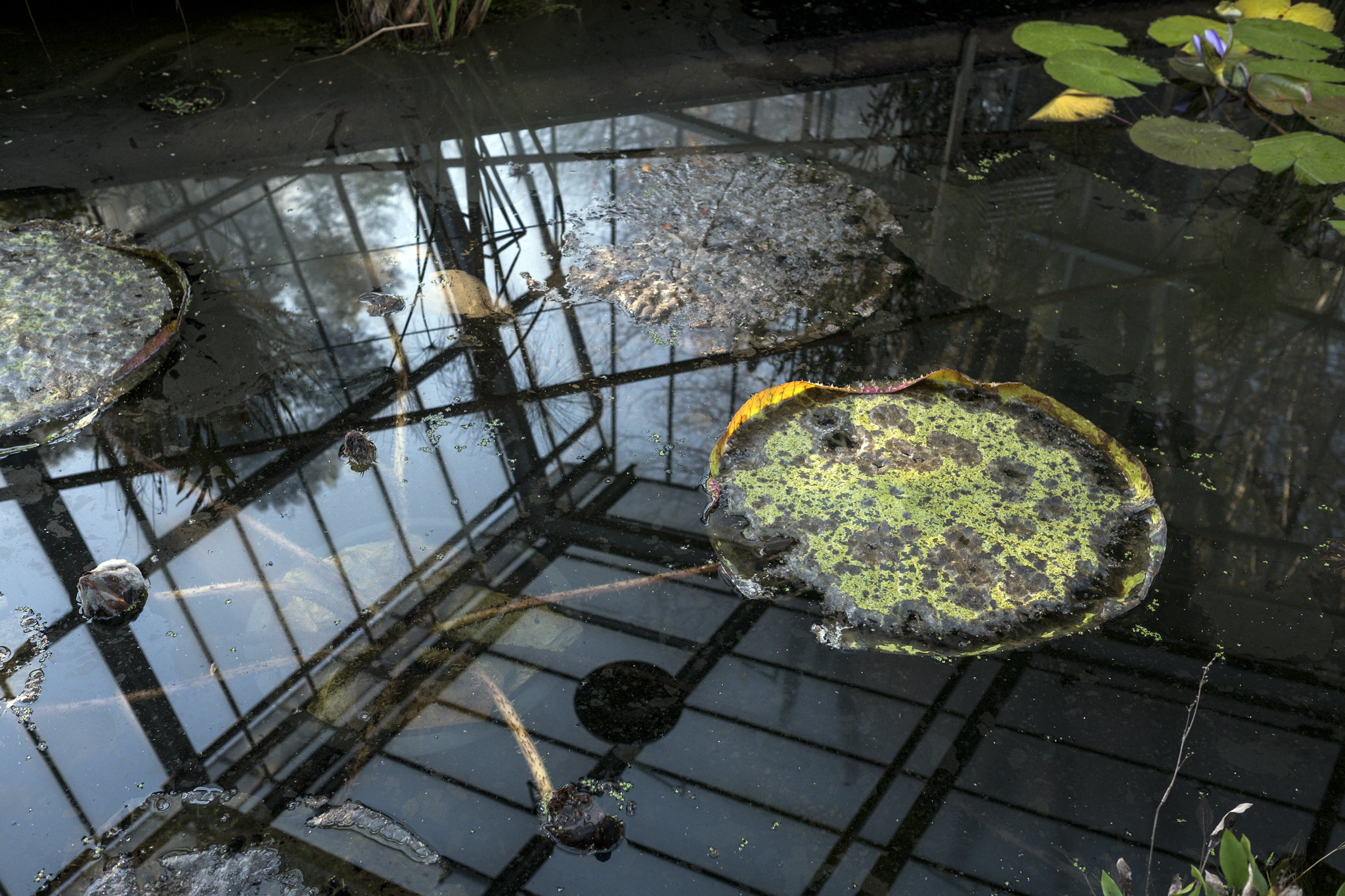 Botanical Garden - Gardens and Parks