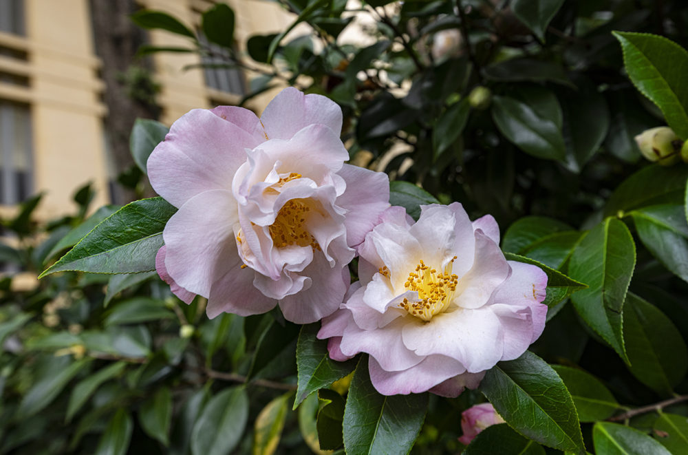 Ateliê António Carneiro - Museums & Thematic Centres