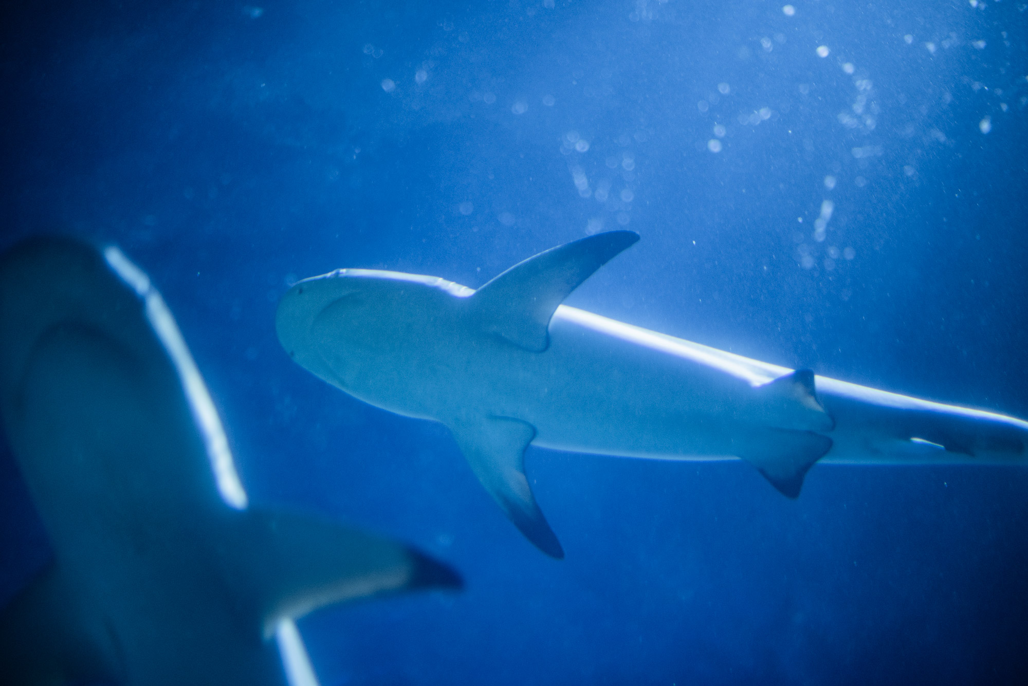 SEA LIFE Porto - Museums & Thematic Centres