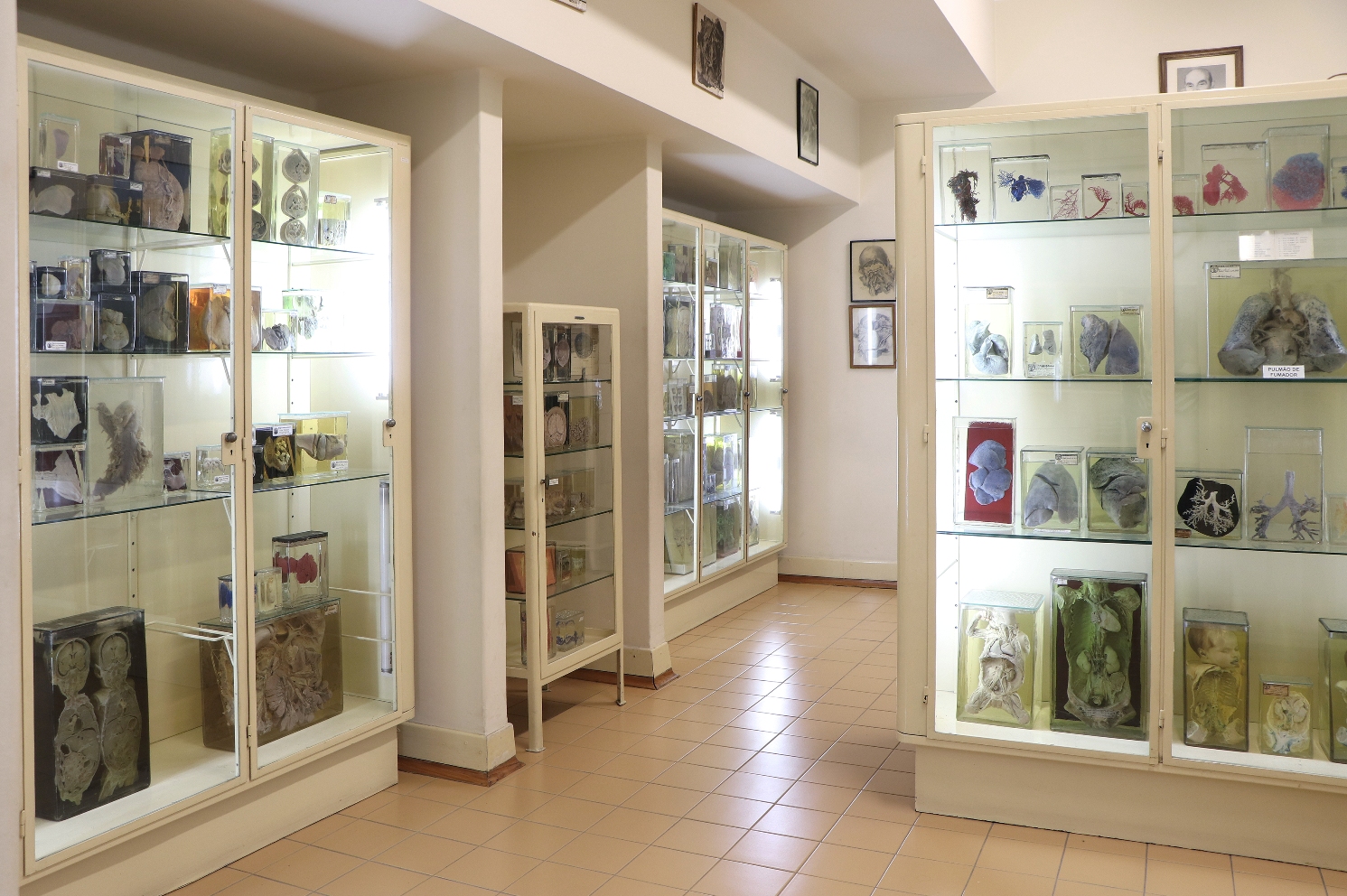 Museum of Anatomy of Porto´s University Faculty of Medicine - Museums & Thematic Centres