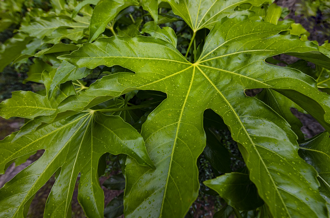Museu Romântico - Museums & Thematic Centres