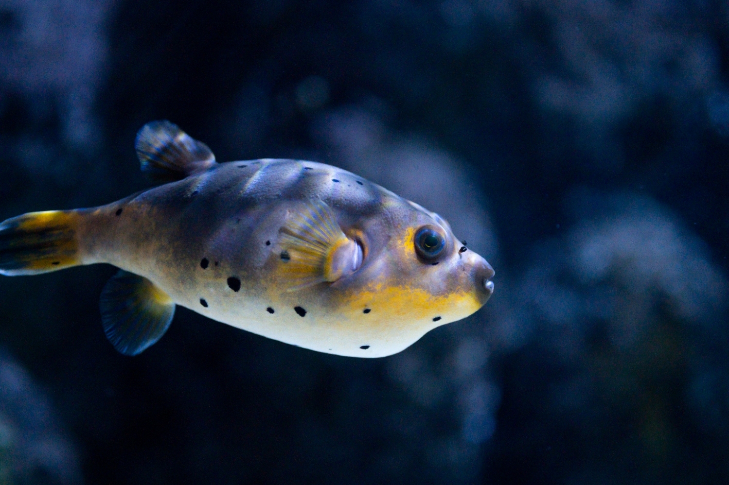 SEA LIFE Porto - Museums & Thematic Centres