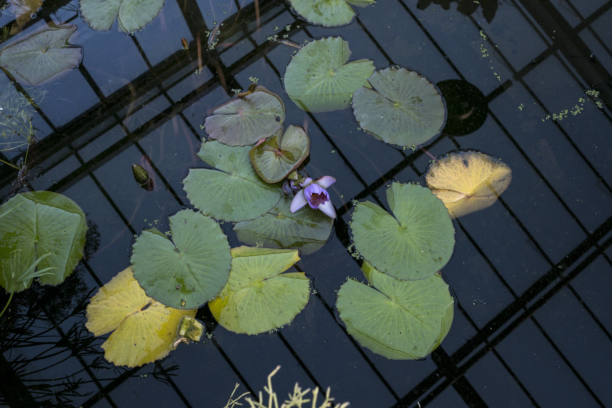 Botanical Garden - Gardens and Parks