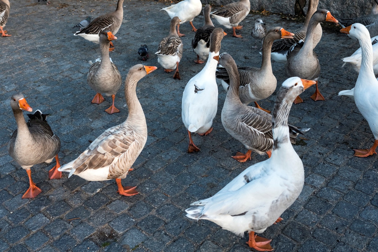 City Park - Gardens and Parks