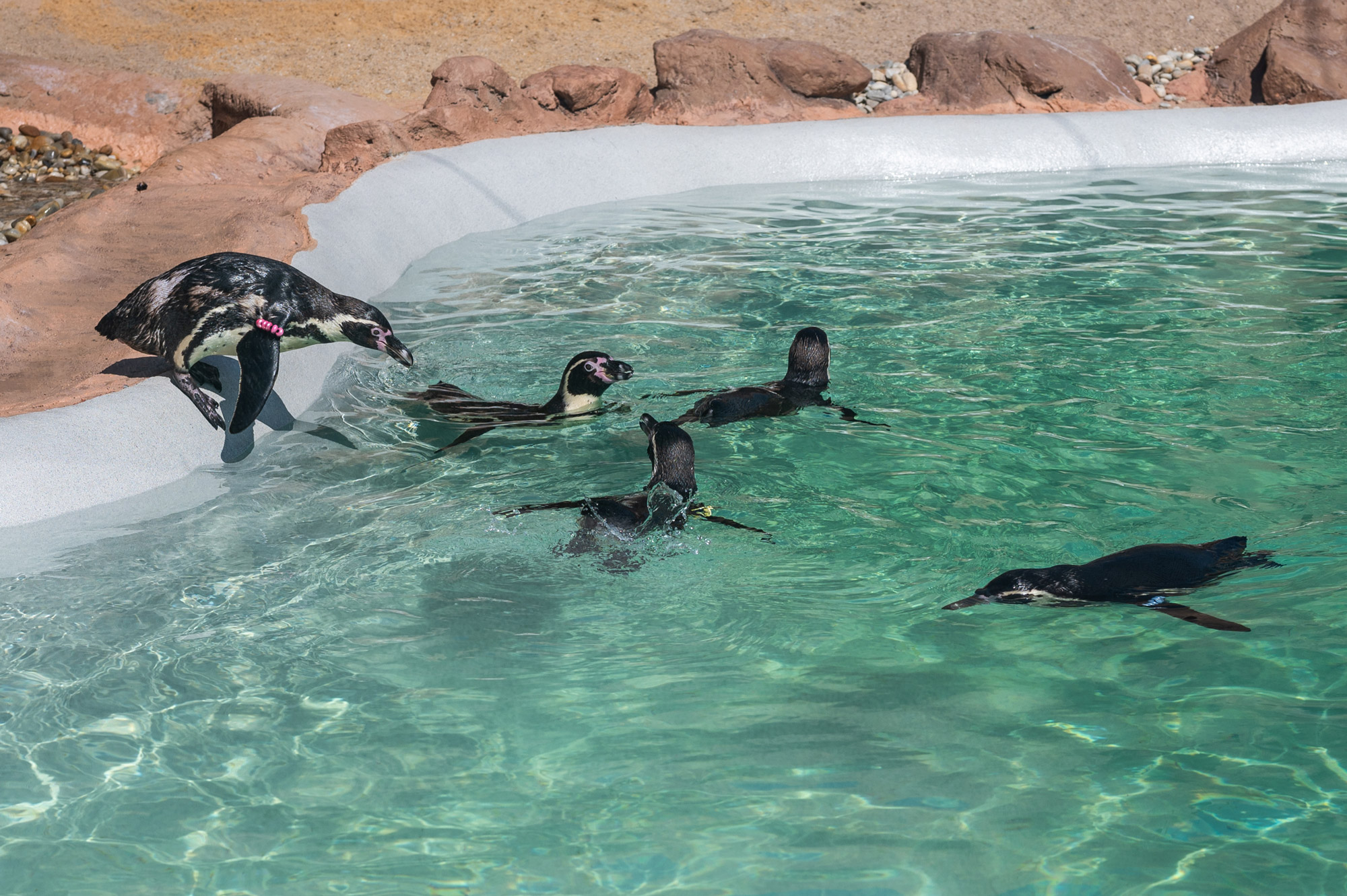 SEA LIFE Porto - Museums & Thematic Centres