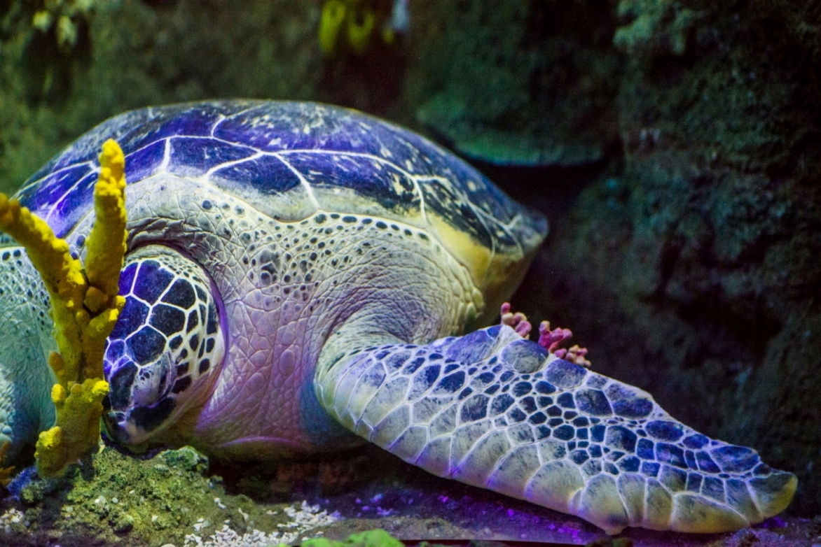 SEA LIFE Porto - Museums & Thematic Centres